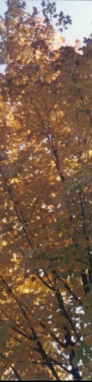 autumn leaves3
