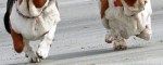 bassethounds
