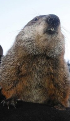 punxsutawneyphil