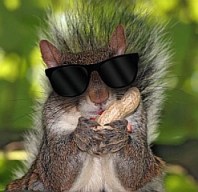 blindsquirrel