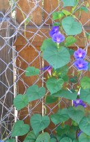 morningglories1