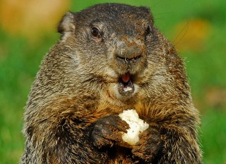 punxsutawneyphil7slovenly