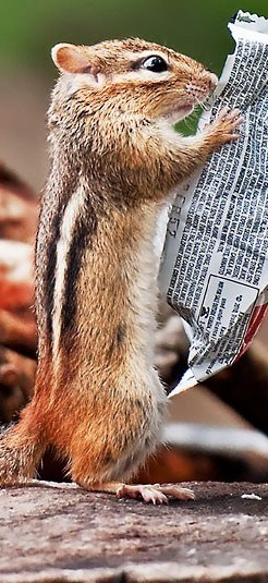 Chipmunk reads ingredients