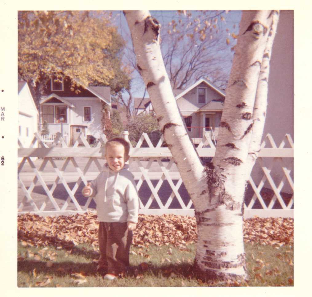 Oakland Ave birch tree1